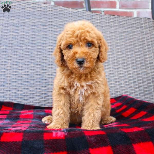 Chipper, Mini Goldendoodle Puppy