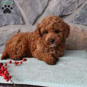 Junior, Toy Poodle Puppy