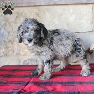 Kenny, Mini Labradoodle Puppy