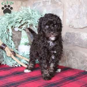 Kendra, Mini Labradoodle Puppy