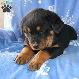 Daisy, Rottweiler Puppy