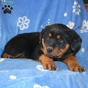 Dolly, Rottweiler Puppy