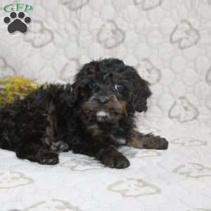 Calvin, Cavapoo Puppy