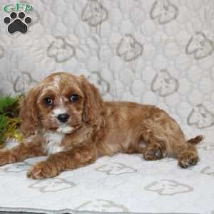 Cody, Cavapoo Puppy