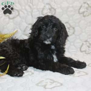 Colton, Cavapoo Puppy