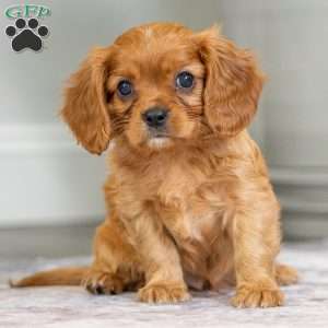 Brody, Cavalier King Charles Spaniel Puppy