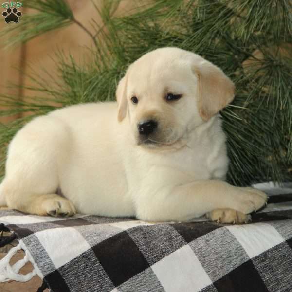 Scout, Yellow Labrador Retriever Puppy