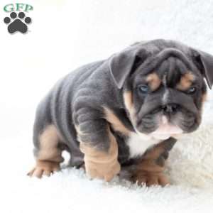 Prestige, English Bulldog Puppy