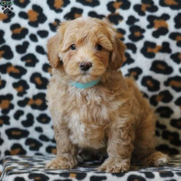 Roger, Maltipoo Puppy