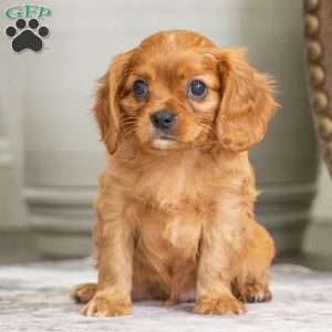 Brody, Cavalier King Charles Spaniel Puppy