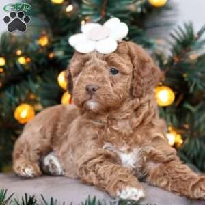 Honey, Mini Goldendoodle Puppy