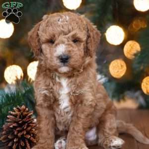 Elliot, Mini Goldendoodle Puppy