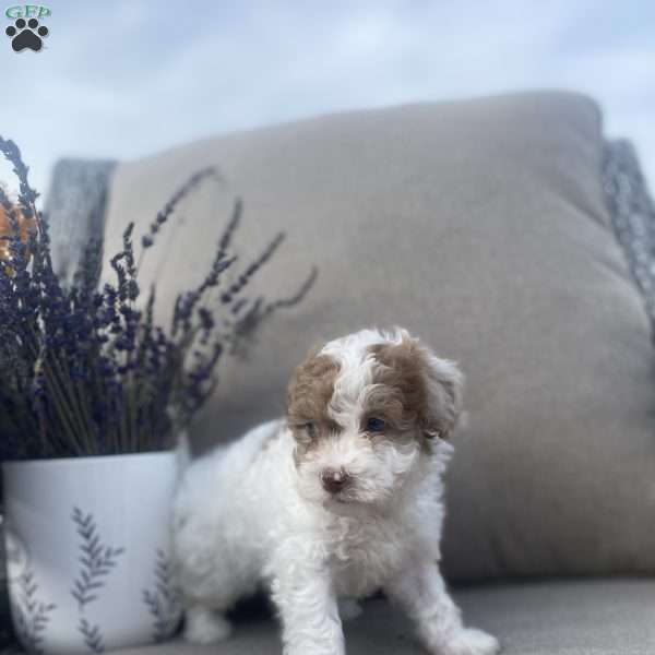 Rocky, Maltipoo Puppy