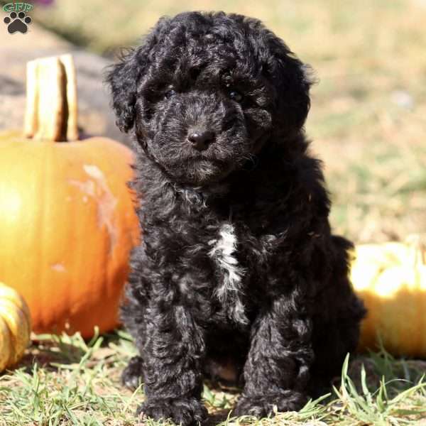 Captain, Mini Labradoodle Puppy