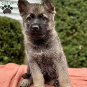 Smoke, German Shepherd Puppy