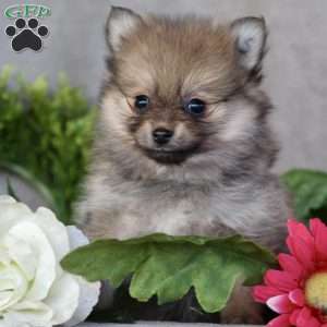 Laura, Pomeranian Puppy