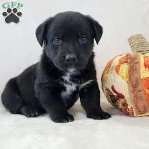 Jasper, Labrador Mix Puppy