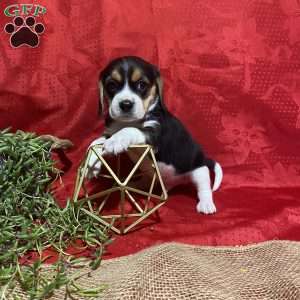 Theo, Beagle Puppy