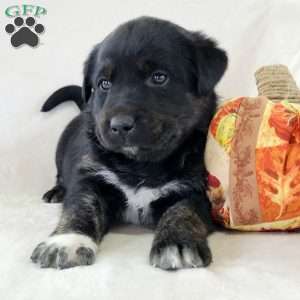 Jaxon, Labrador Mix Puppy