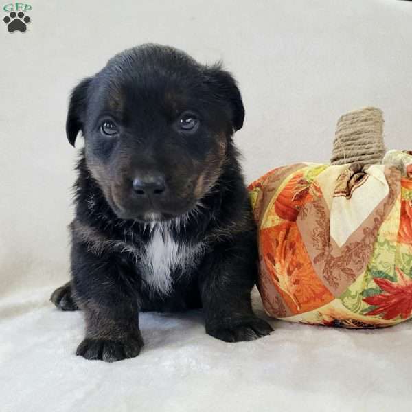 Junior, Labrador Mix Puppy