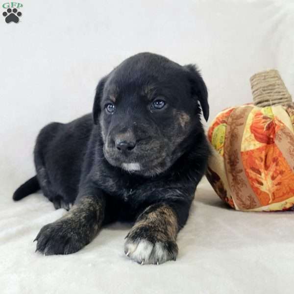 Jamie, Labrador Mix Puppy