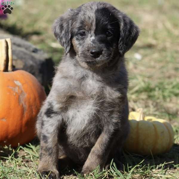 Hope, Mini Labradoodle Puppy