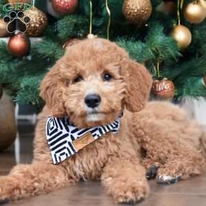 Fletcher, Mini Goldendoodle Puppy