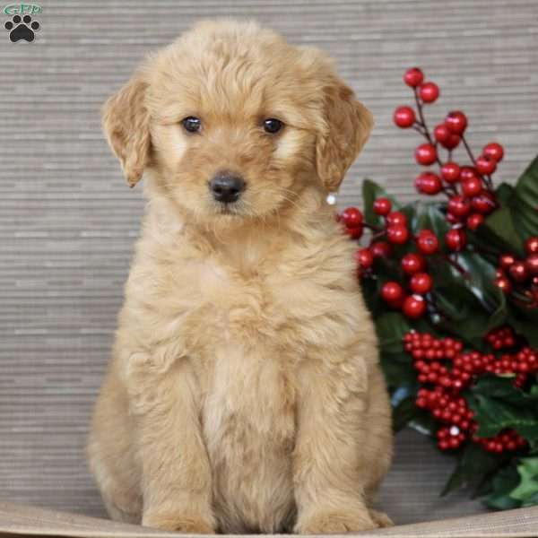 Piper, Goldendoodle Puppy