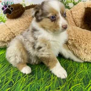 Mia, Australian Shepherd Puppy