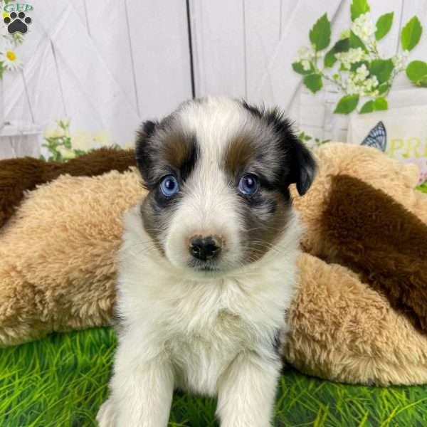 Nala, Australian Shepherd Puppy