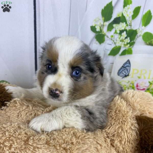 Ruby, Australian Shepherd Puppy