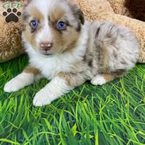 Mia, Australian Shepherd Puppy