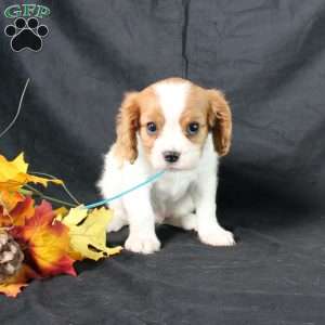 Happy, Cavalier King Charles Spaniel Puppy