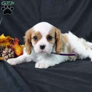 Hannah, Cavalier King Charles Spaniel Puppy