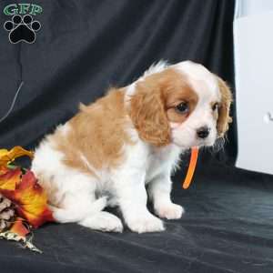 Hailey, Cavalier King Charles Spaniel Puppy