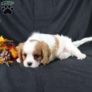 Henry, Cavalier King Charles Spaniel Puppy