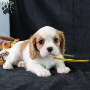 Honeydew, Cavalier King Charles Spaniel Puppy