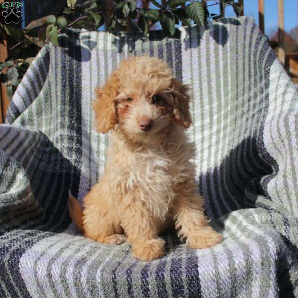 Caramel, Cavapoo Puppy