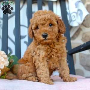 Megan, Mini Goldendoodle Puppy