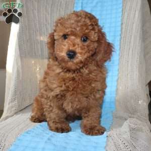 Braden, Mini Goldendoodle Puppy