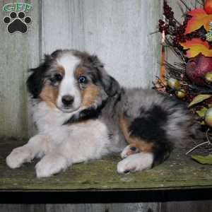 Kali, Miniature Australian Shepherd Puppy