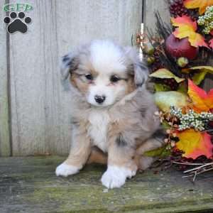 Leah, Miniature Australian Shepherd Puppy