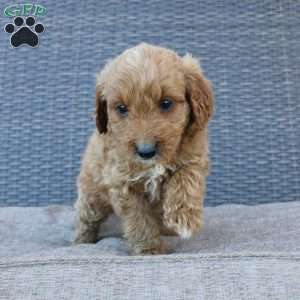 Prince, Mini Goldendoodle Puppy