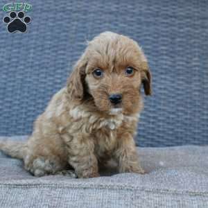 Coy, Mini Goldendoodle Puppy