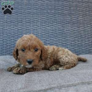 Reddy, Mini Goldendoodle Puppy