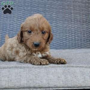 Rocky, Mini Goldendoodle Puppy