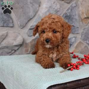 Junior, Toy Poodle Puppy