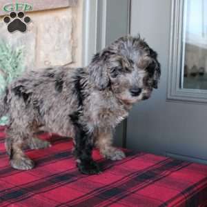 Kenny, Mini Labradoodle Puppy