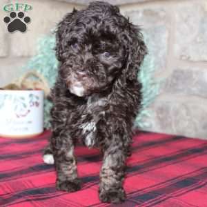 Kendra, Mini Labradoodle Puppy