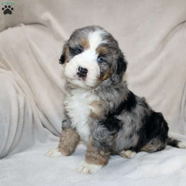 Ellie, Mini Bernedoodle Puppy